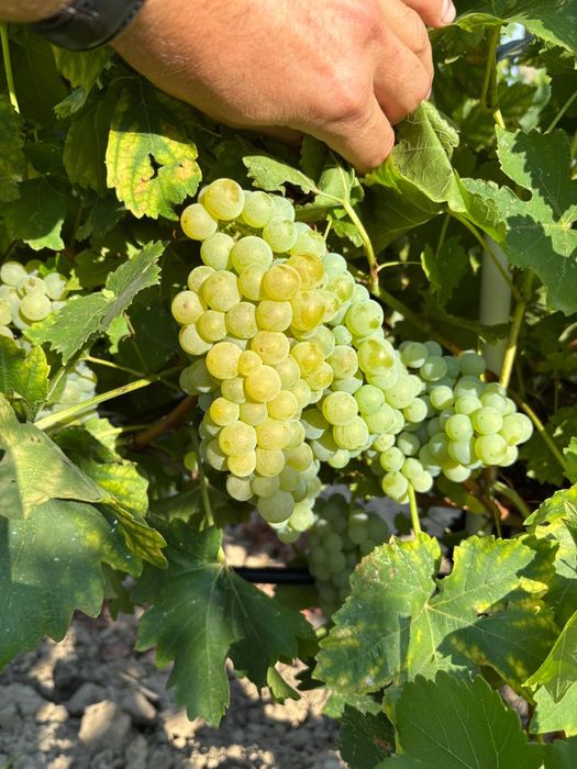 Must obtinut din soiul Muscat Ottonel