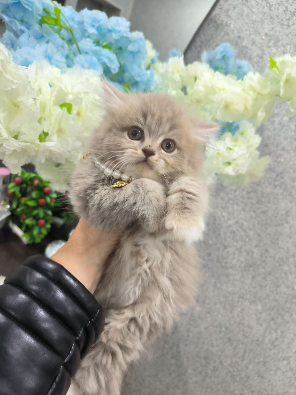 Чистокровные ширококосные котята
