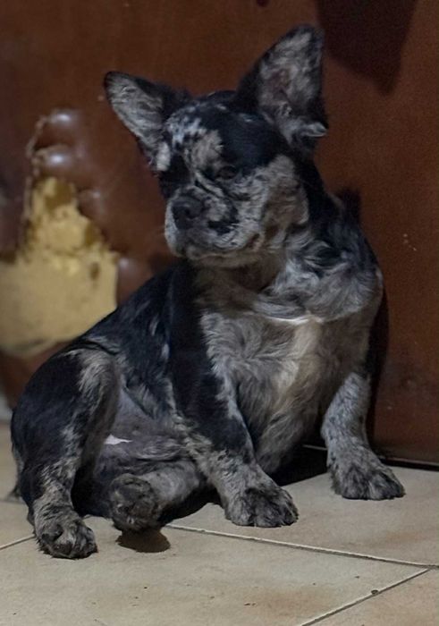 Френски Булдог Черно Мерле Флъфи