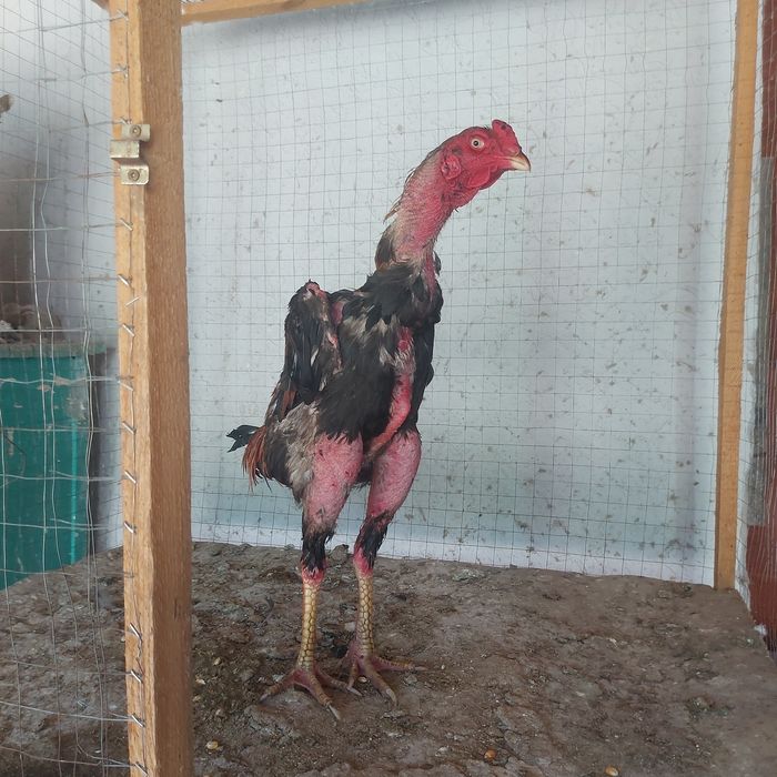 Корейц хинт 1.5 год шпорист маталшик