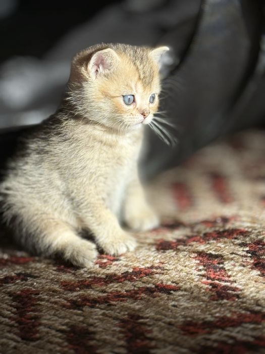 Остались 2 британских котенка