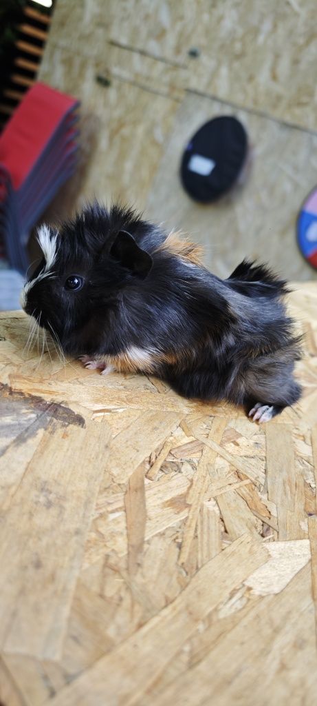 Vând pui porcușor Guinea