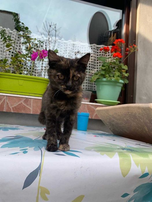 Подарявам женско котенце