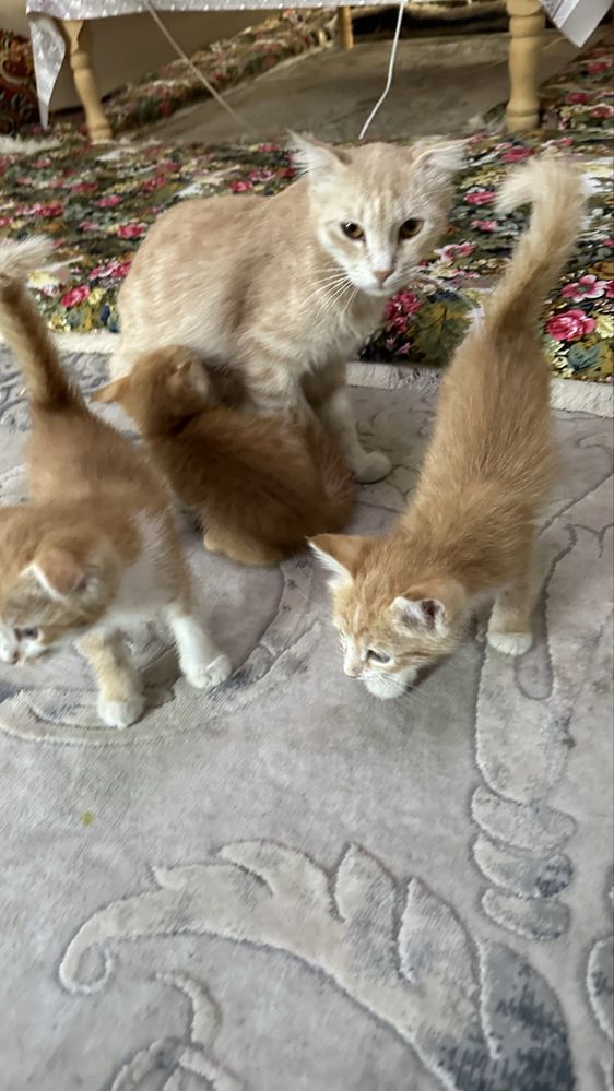 Отдам даром котят в хорошие руки