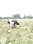 Vaca de lapte de 5 ani