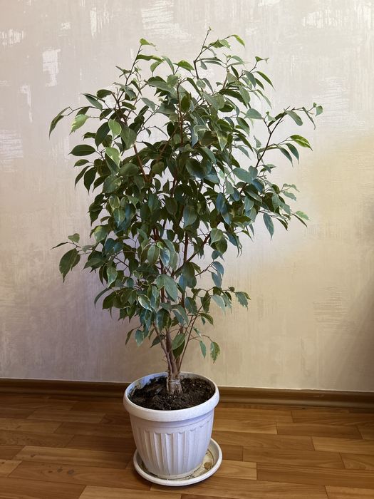 Фикус Бенджамина