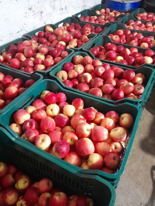 Mere de vanzare ionatan si florina 2.5 lei  kg aproximativ 50 cartoane