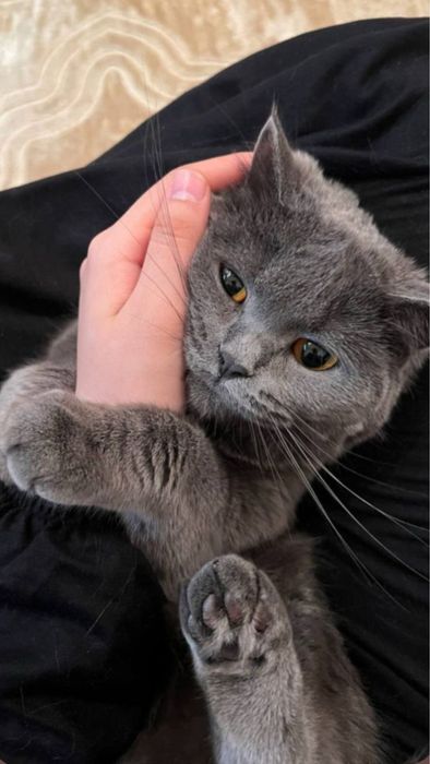 британская короткошерстная кошка