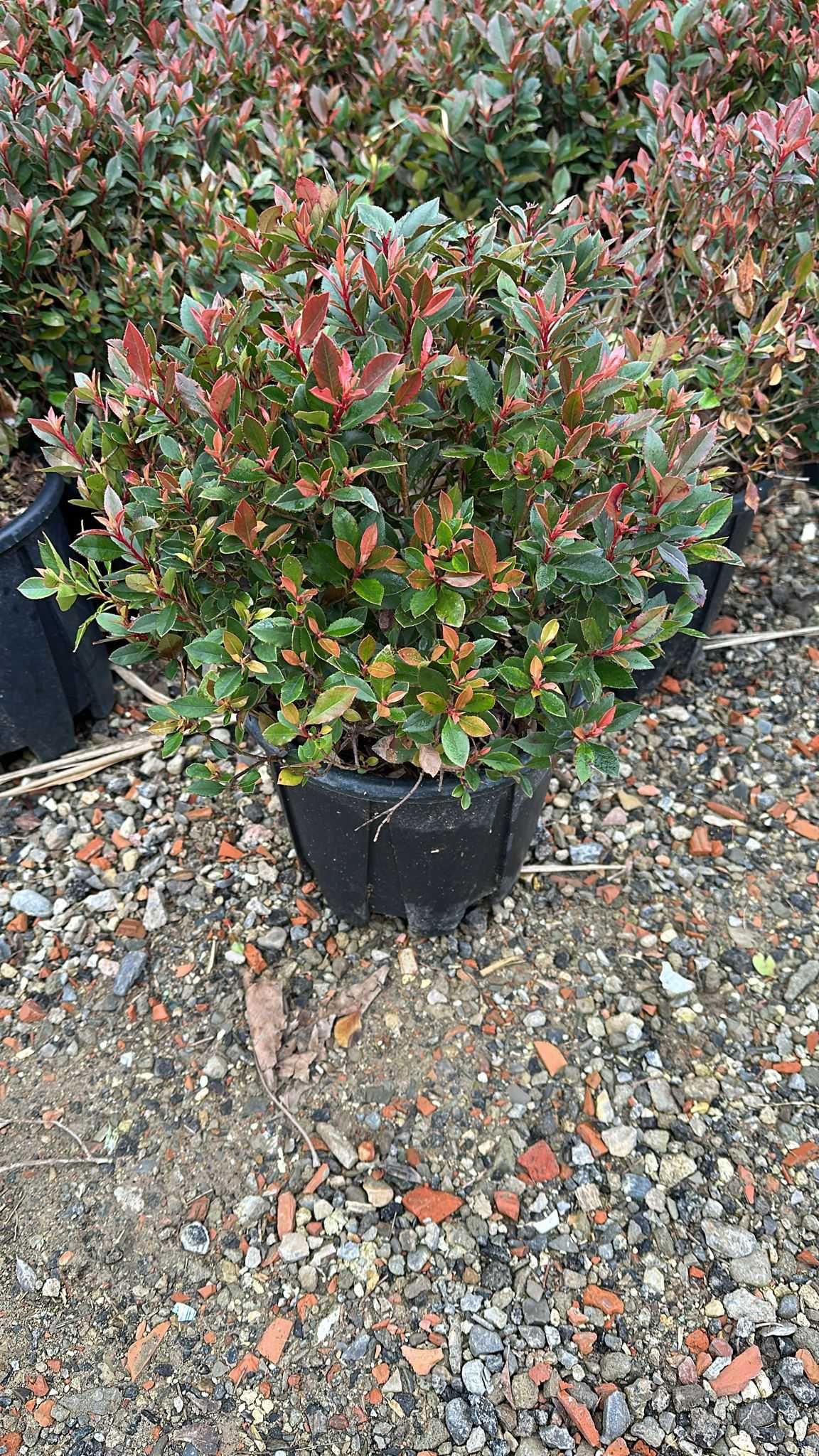 Oferta Photinia Red Robin