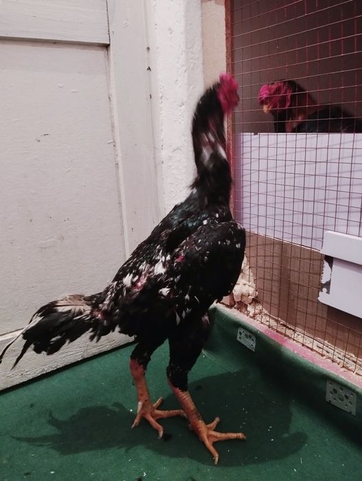 Мрамор Шамо Китай  1.4 года