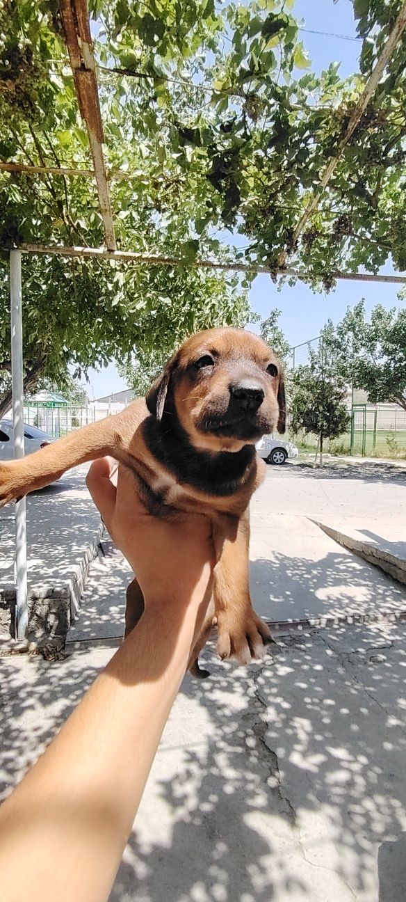 Doberman bolalari gold ranglaridan ham bor