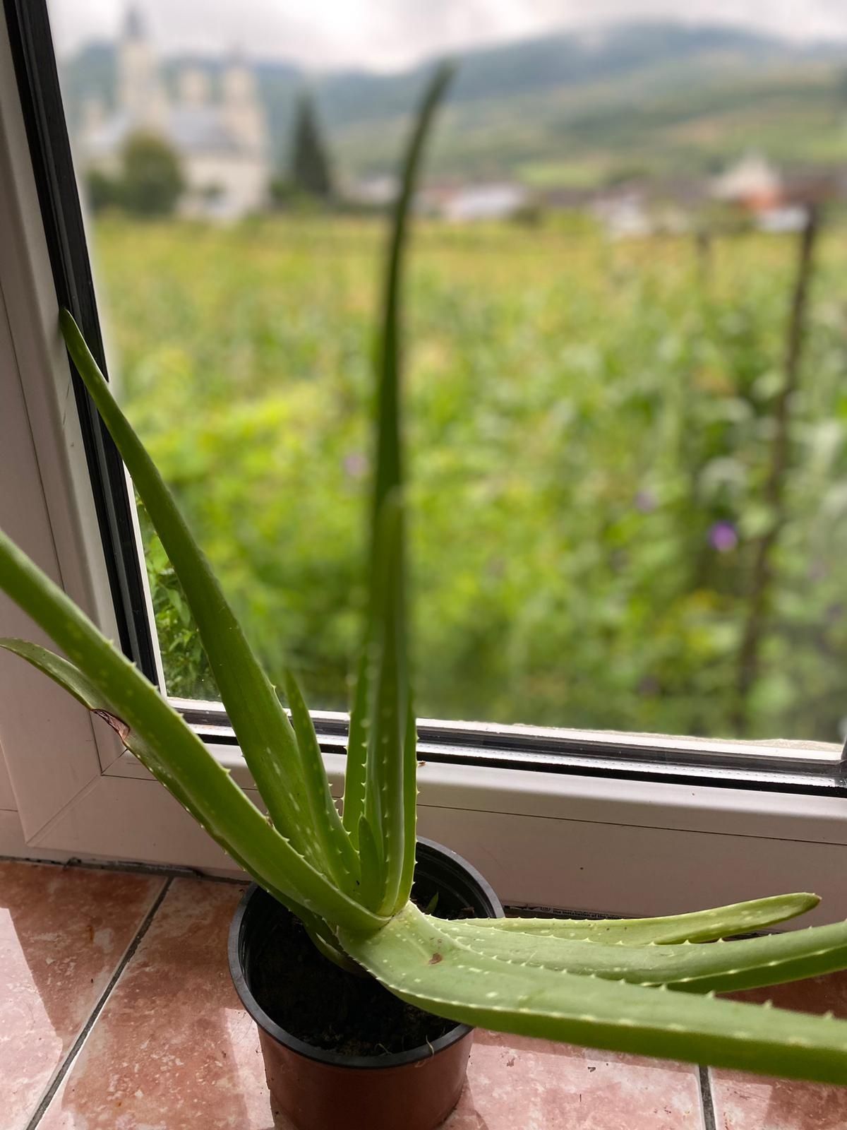 Aloe Vera Barbadensis Miller