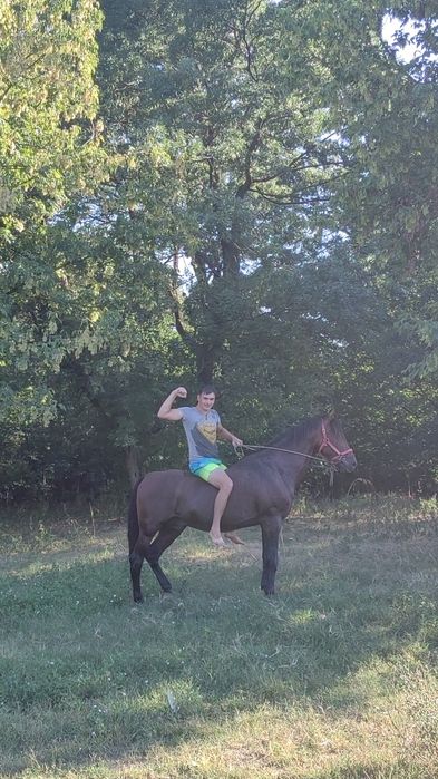 De vanzare cal de lucru pt casa