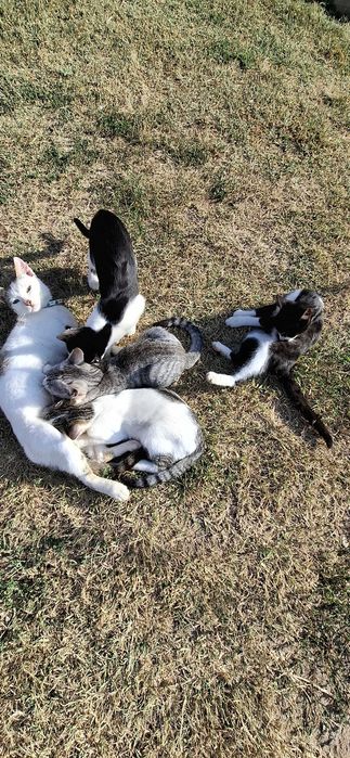 Donez Pisici jucăușe și prietenoase