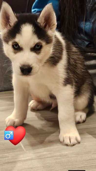 Pui husky siberian