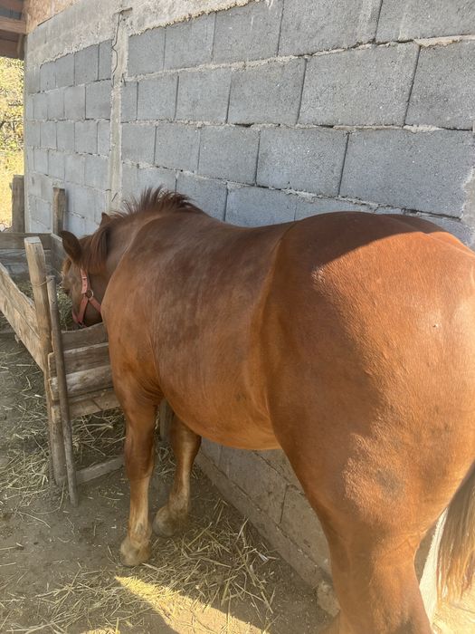 Mânz semi greu de 6 luni de Vanzare