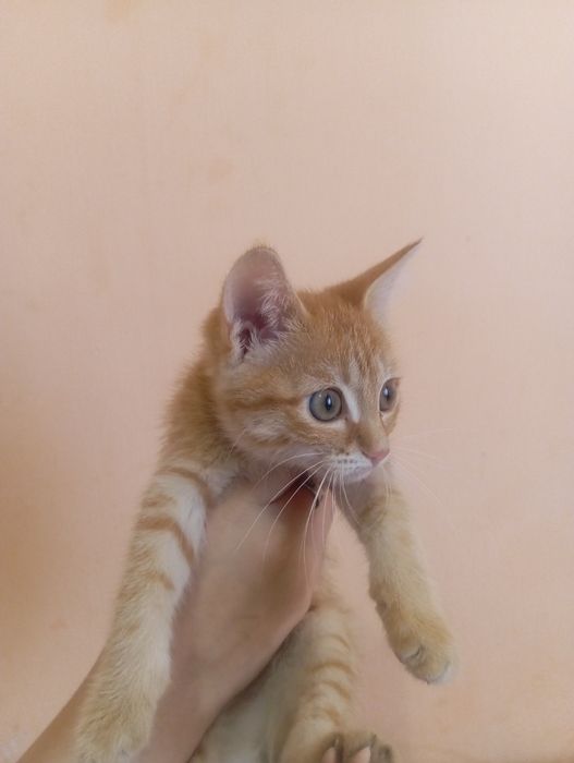 Отдам рыжую кошечку в добрые ру