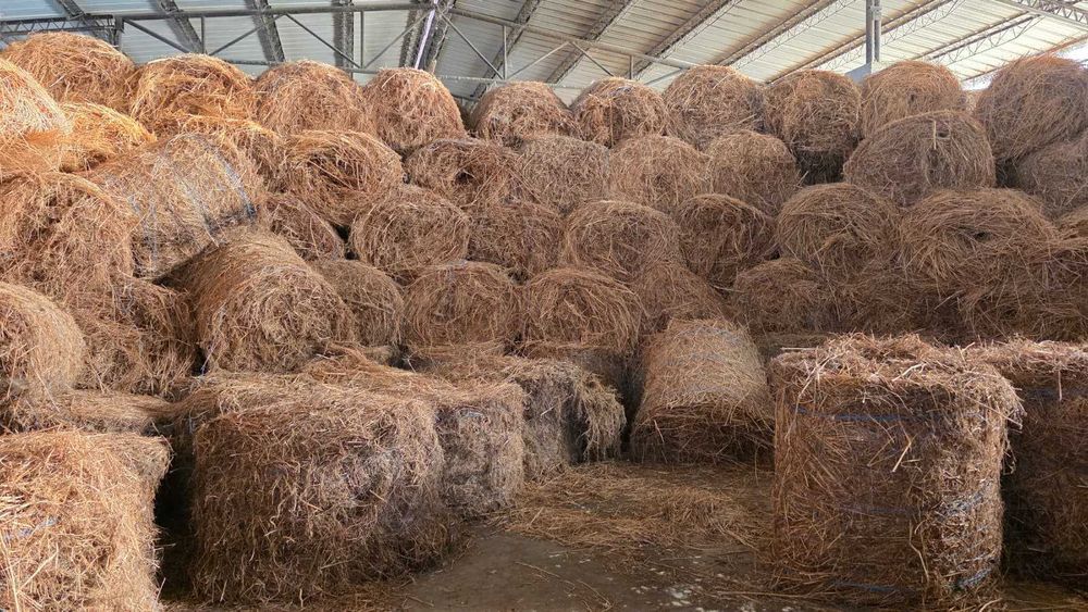 Vand baloti fan lucerna