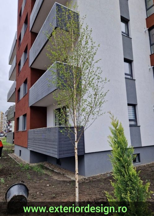 Mesteacăn cu coaja alba, plante ornamentale, Tei argintiu etc