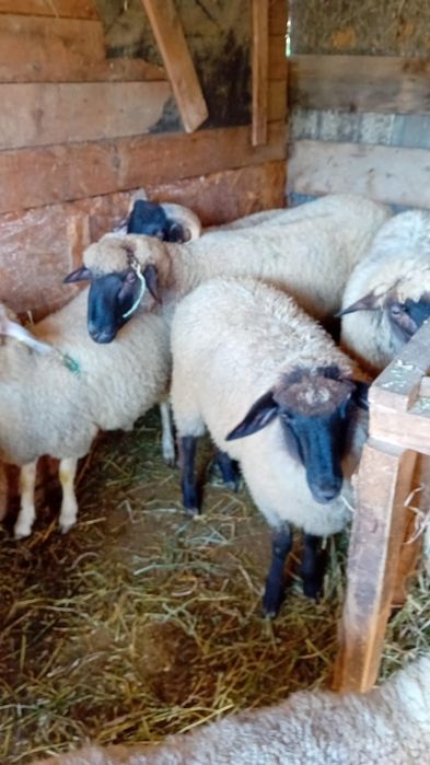 5 berbecuti de vanzare