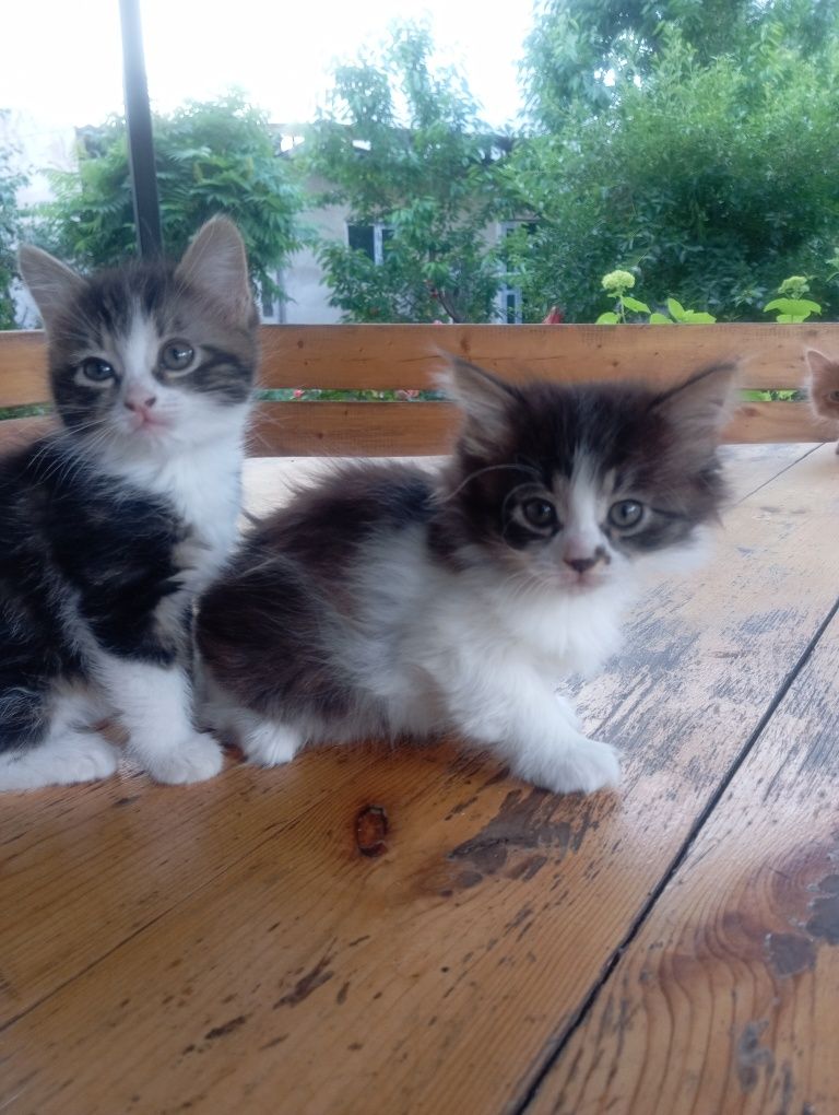 Котята . девочки
