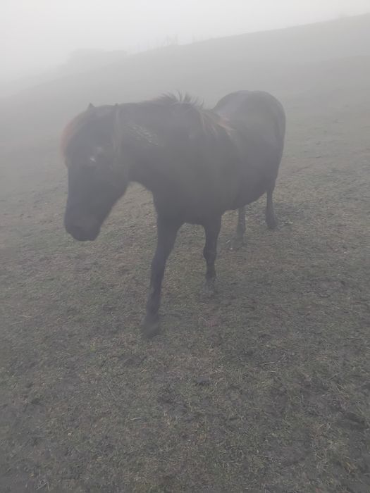 Iapa de vânzare 6 ani trasatura si cuminte foc