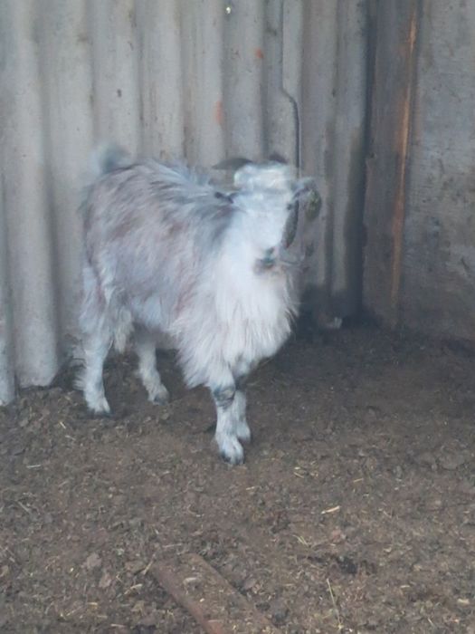 Продам козлят 6 месячных