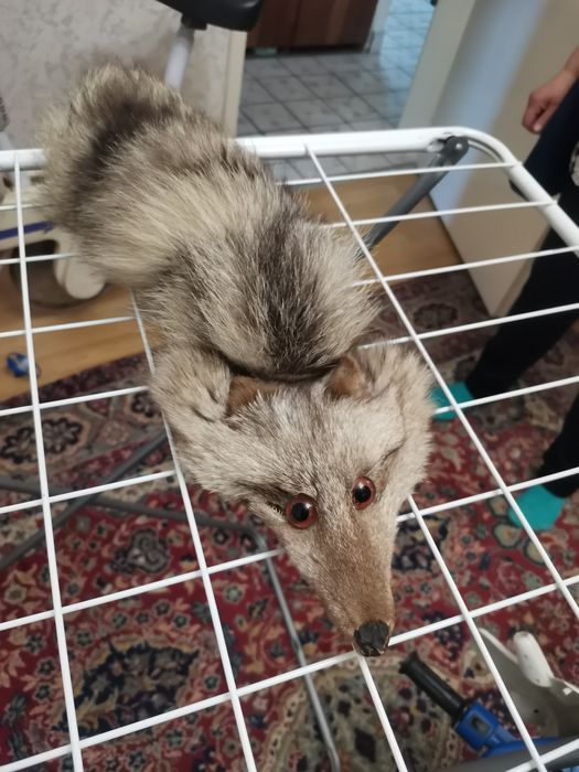 Лисица яка с щипка