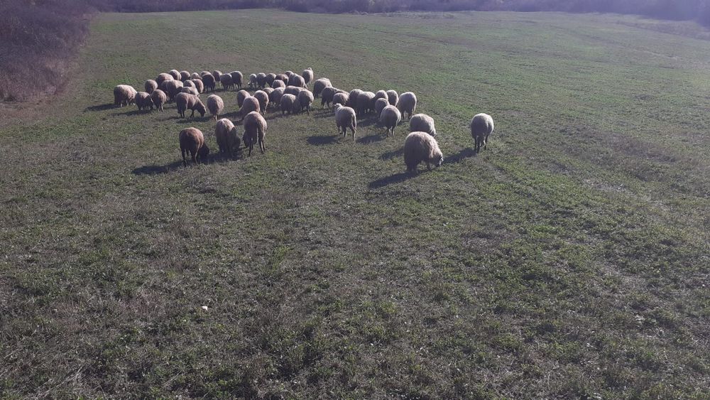 Turma de oi de vanzare