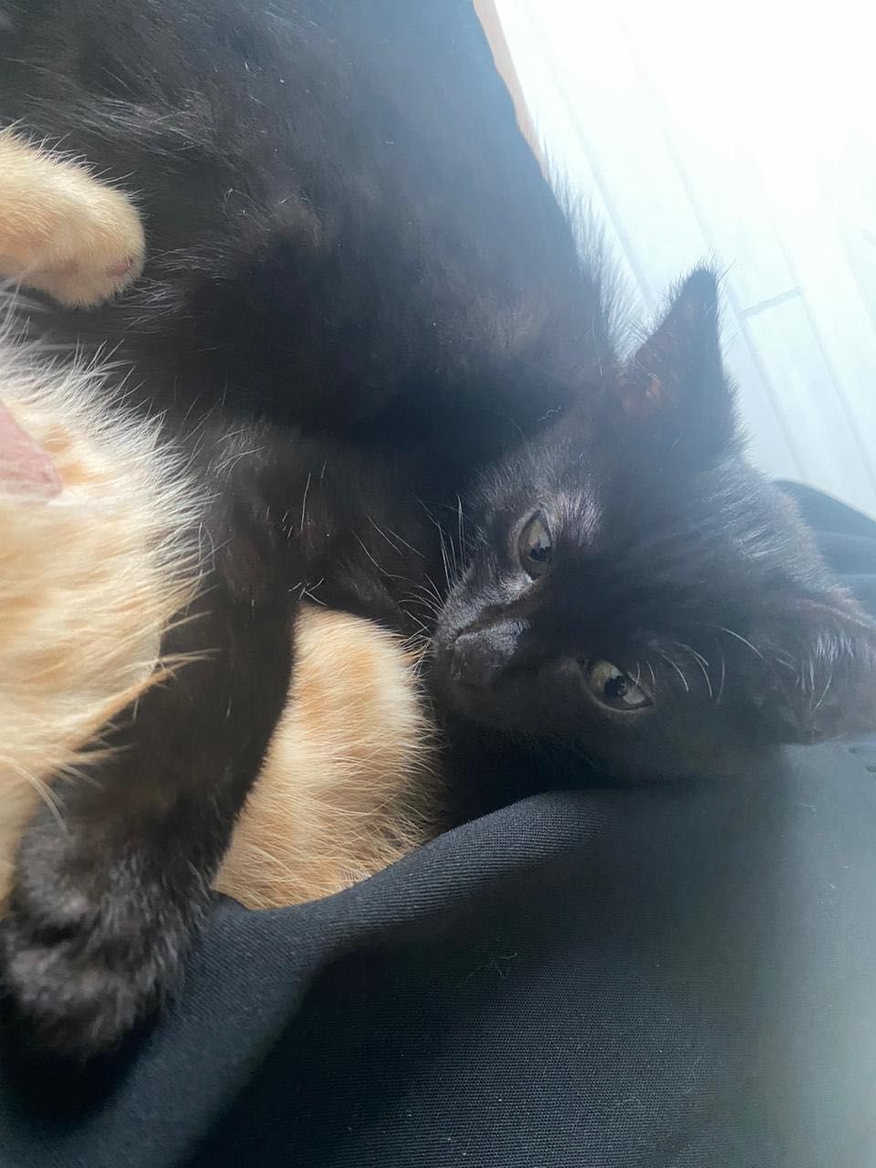 кошечка и котик  2