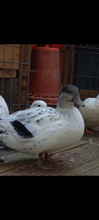 2 rățuște+ 1 rățoi