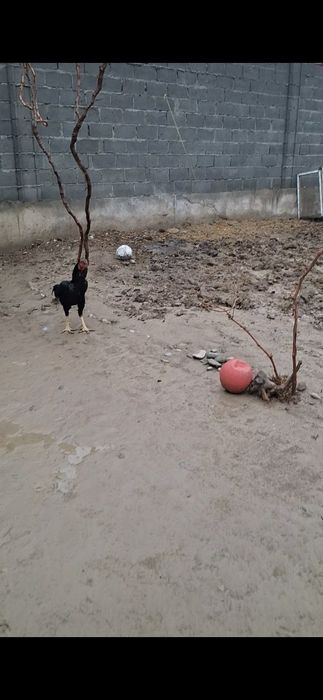 Xoroz makiyoni bilan