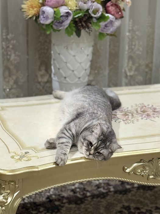 Mushuk sotiladi Britan zoti 11 oyli ogil bola