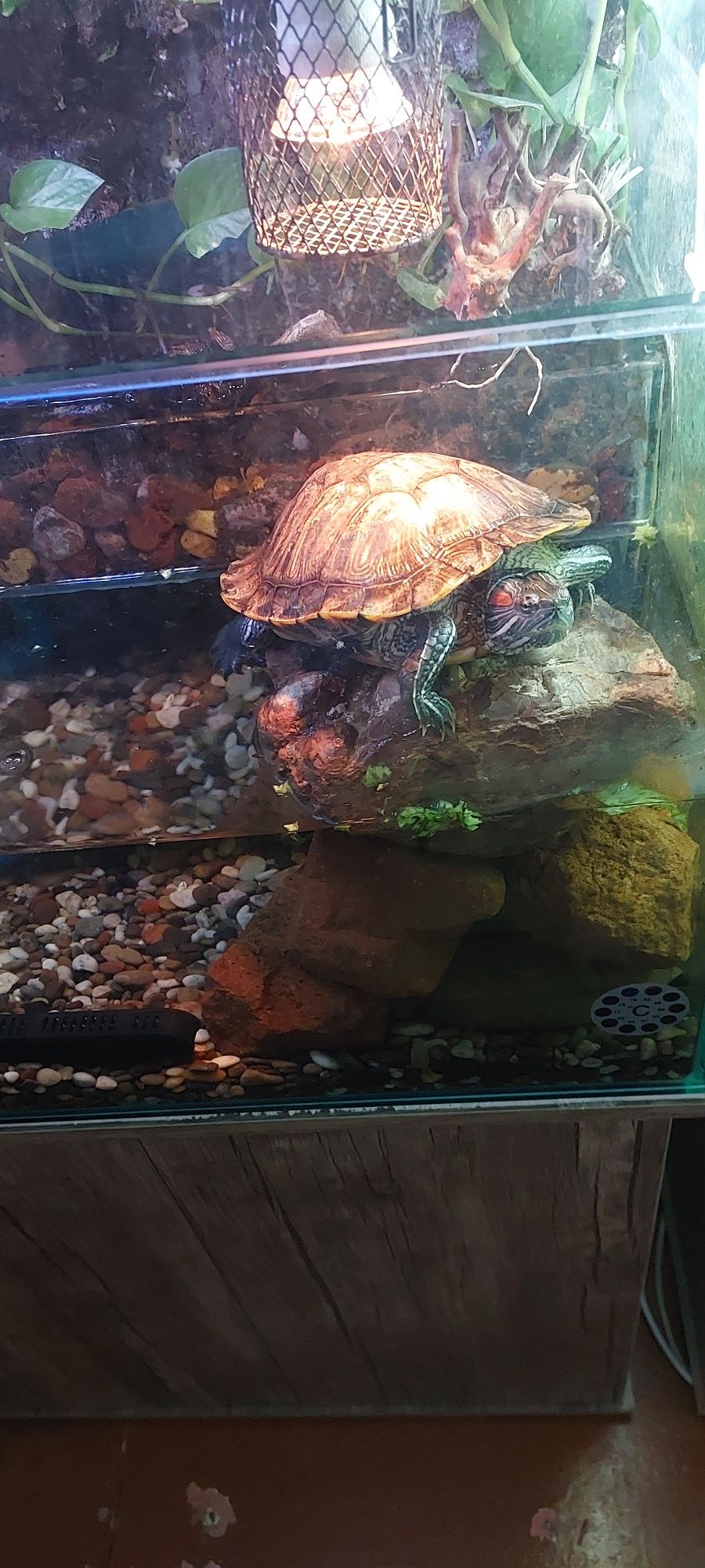Akvarium palyudarium sotiladi.
