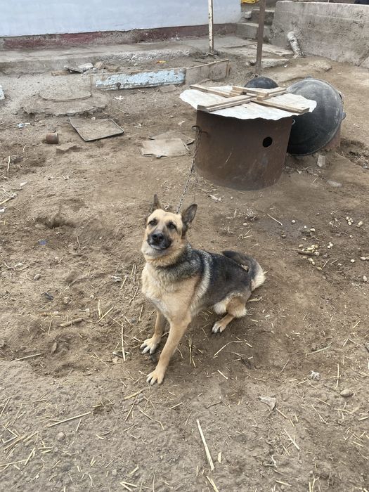 11про сотилади срочна пул гарак 3 милон 700 галишамиз