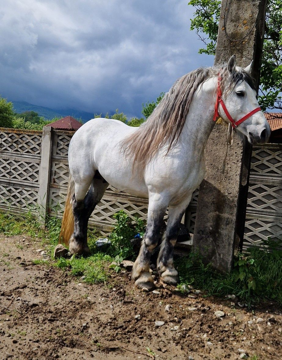 Armăsar metis friz