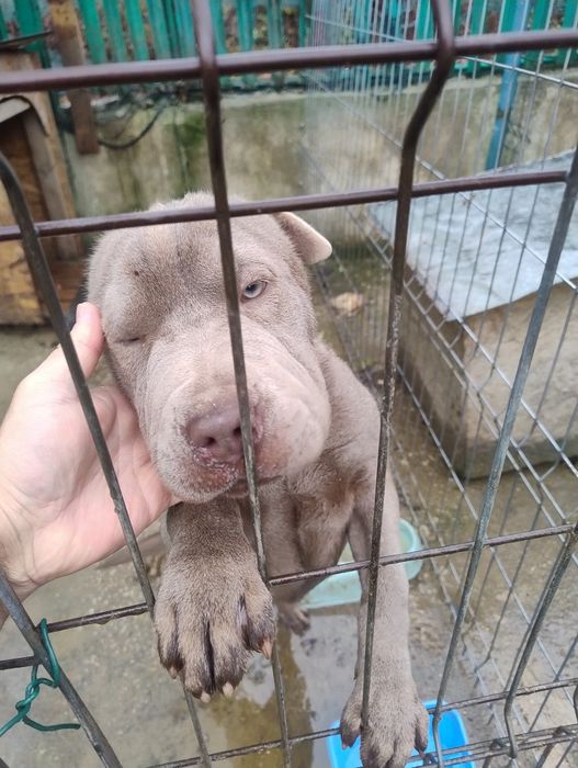 Vând Sharpei mascul