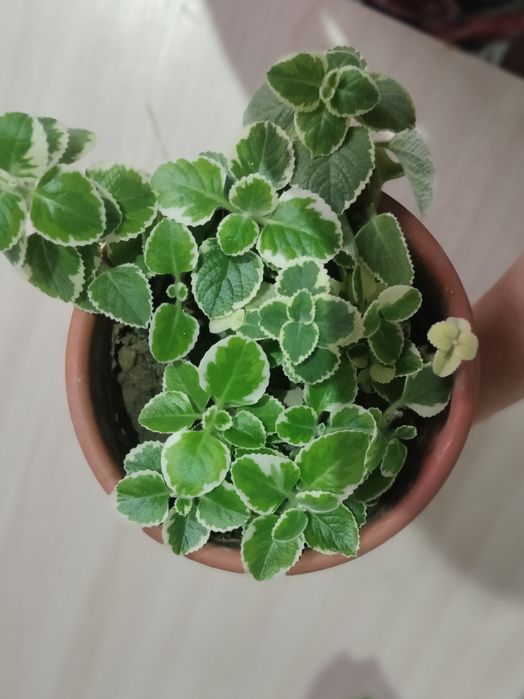 Комнатные цветы разные