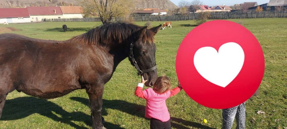 Vând mânz (armasar)