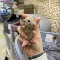Декоративные крысы 1,5 месяца