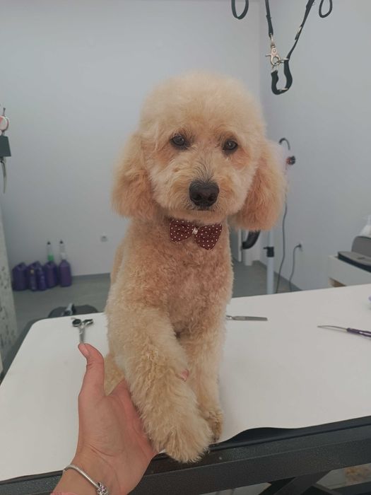 Груминг салон, цялостна грижа за домашни любимци