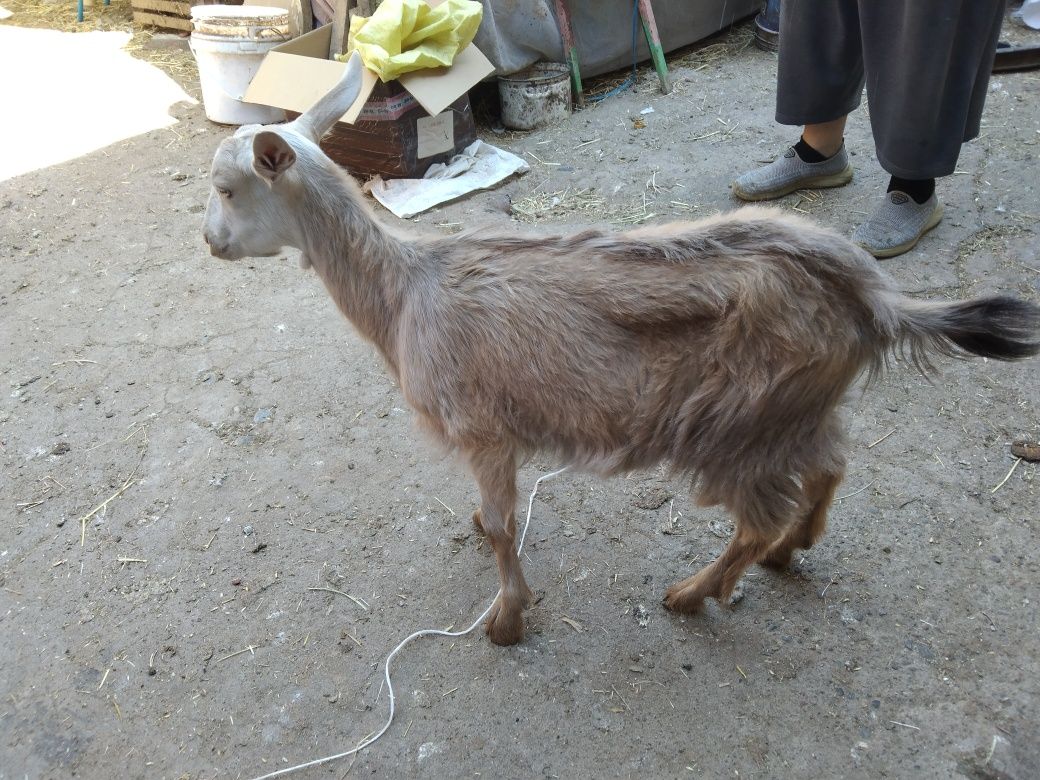 Продаю алпиская коза