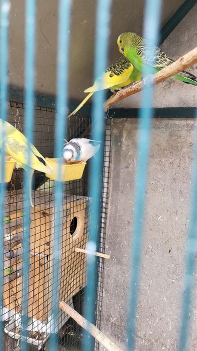 Ofer peruși la schimb