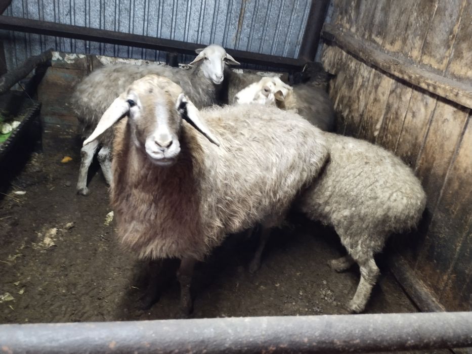 Стоят на откорме шесть голов