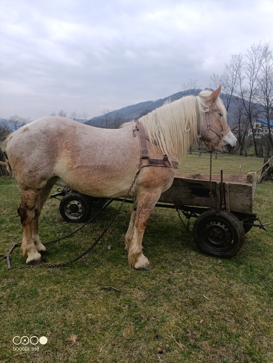 De vânzare iapa 5 ani