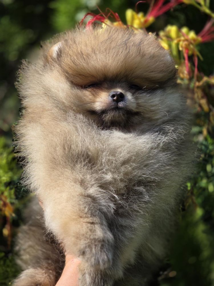 Pomeran Bear face