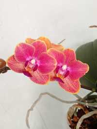Орхидея в дом.цветении