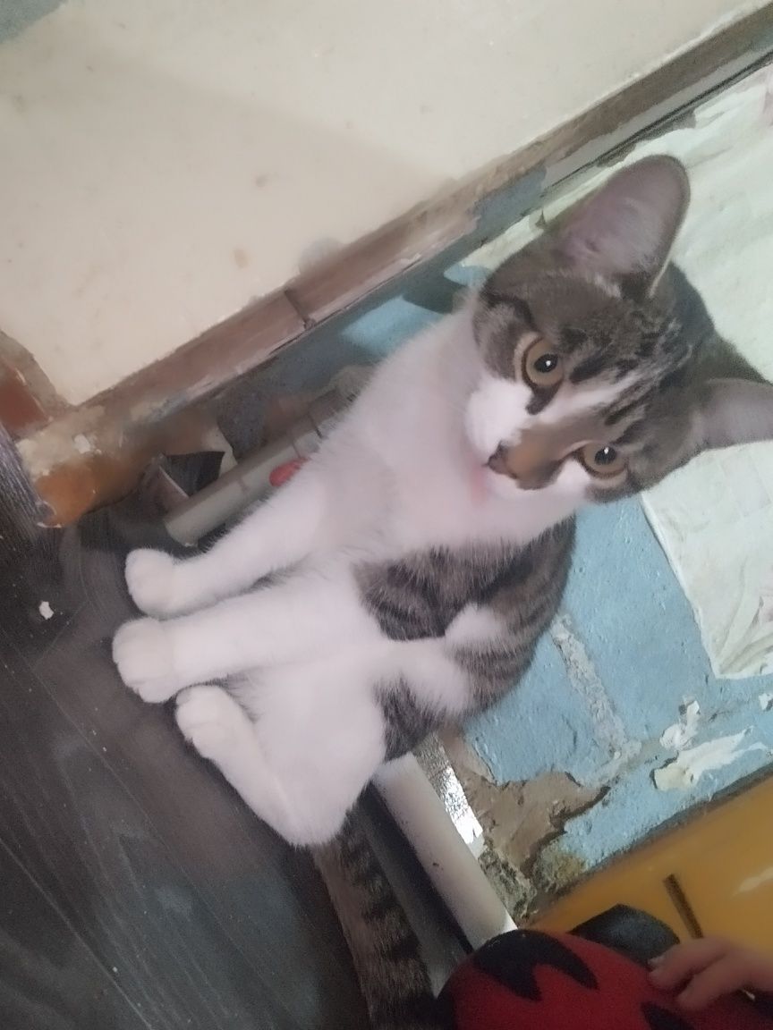 Отдам котов. Кастрированные.