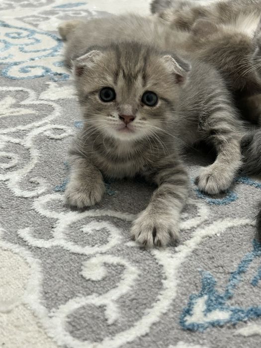 Продаются чистокровные шотландские вислоухие котята.