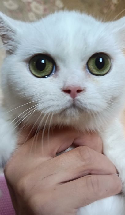 Скотиш страйт, мальчик